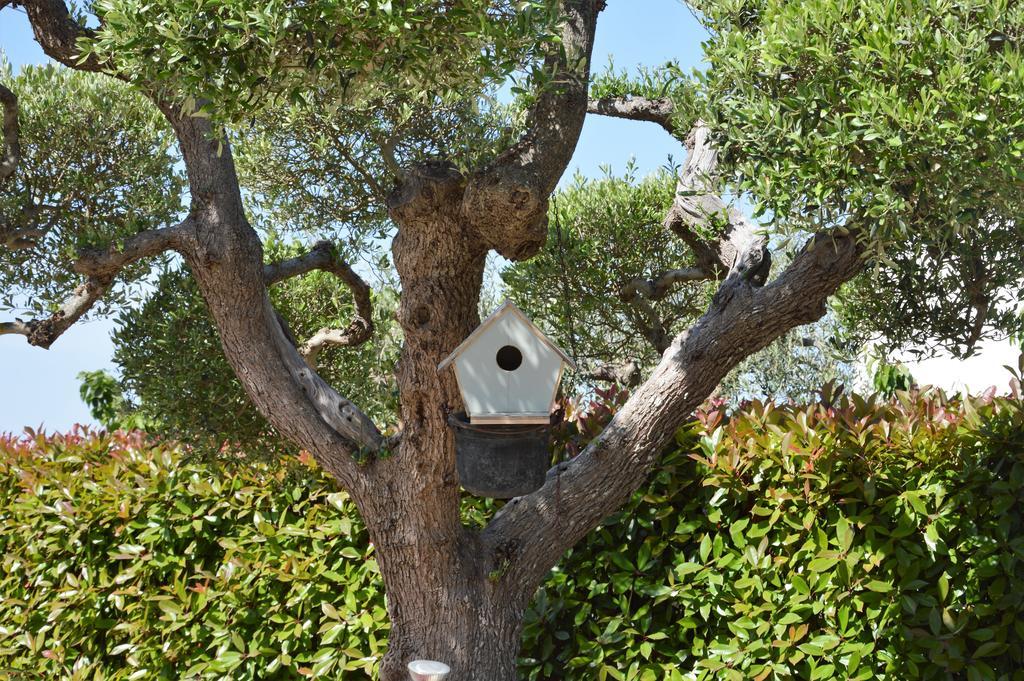 Casa Delle Rondini Acomodação com café da manhã Alberobello Exterior foto